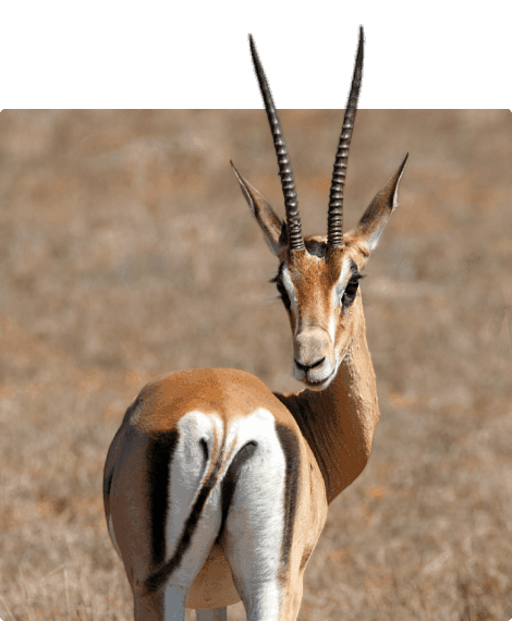 Antelope in the wild